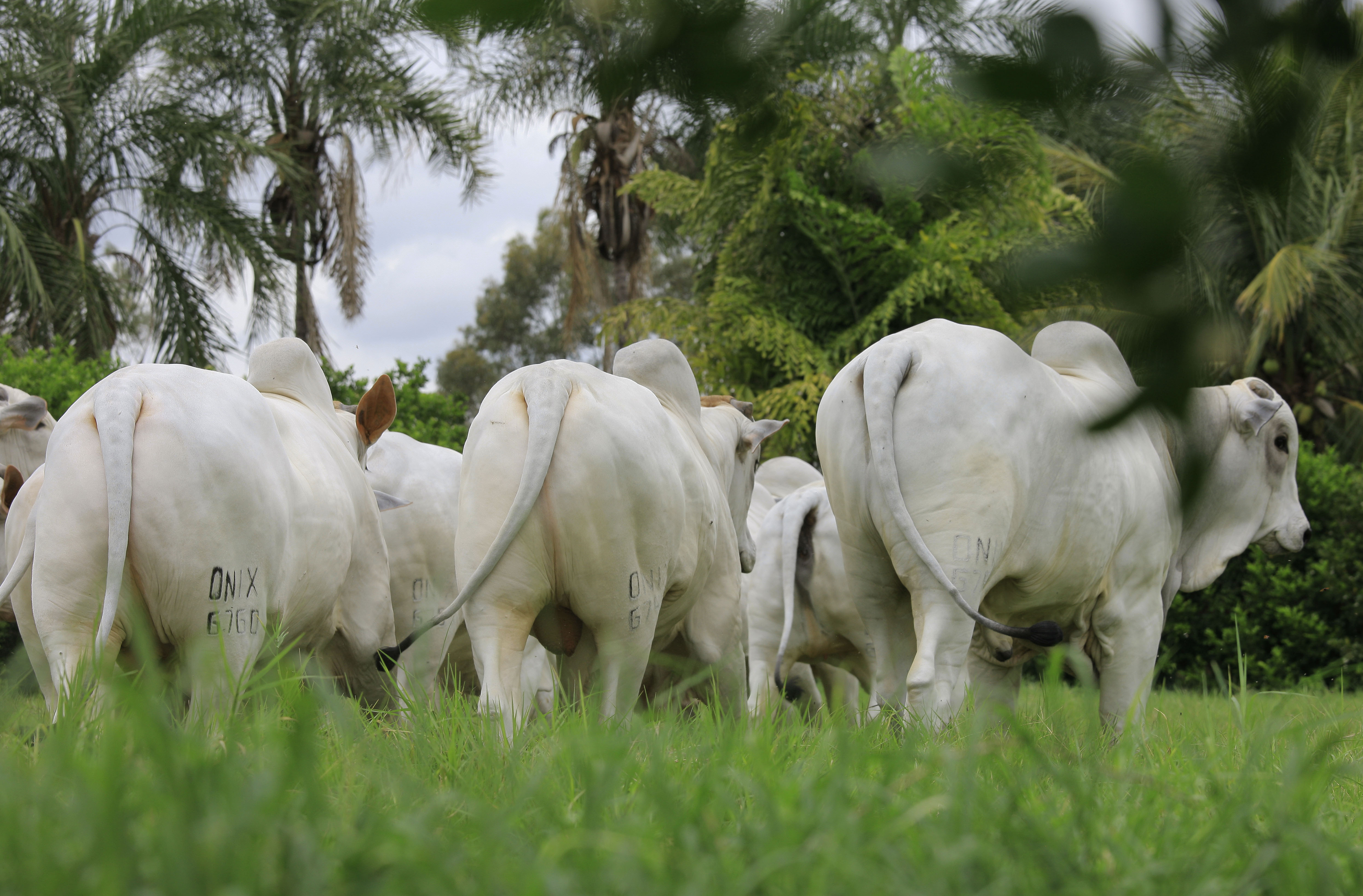 Pecuaristas acreditam em estabilidade no preço da arroba